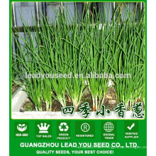 NSH01 Kilu Vegetable scallion seeds producer, name of seeds